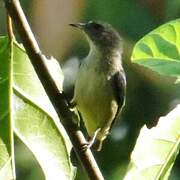 Scarlet-headed Flowerpecker