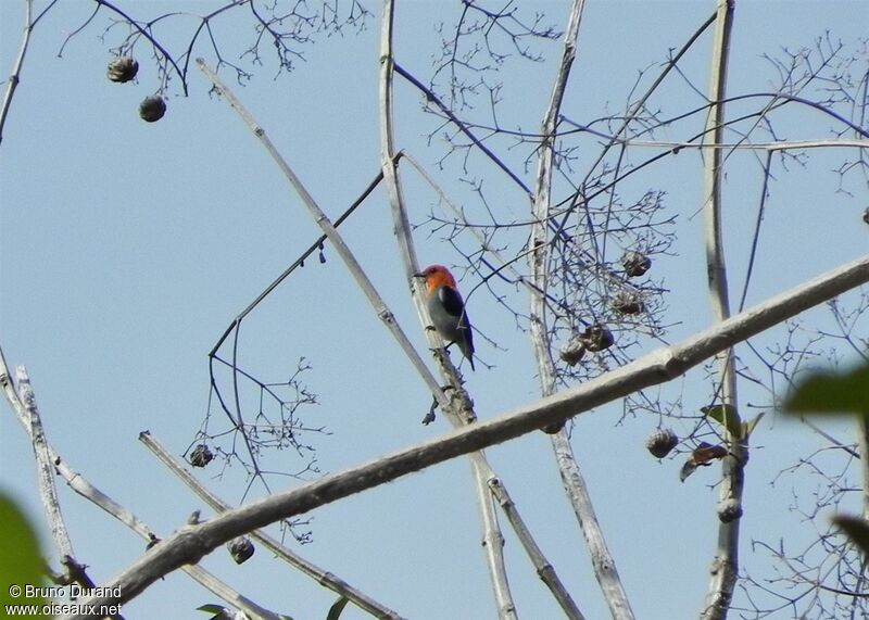 Scarlet-headed Flowerpecker male adult, identification