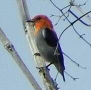 Scarlet-headed Flowerpecker