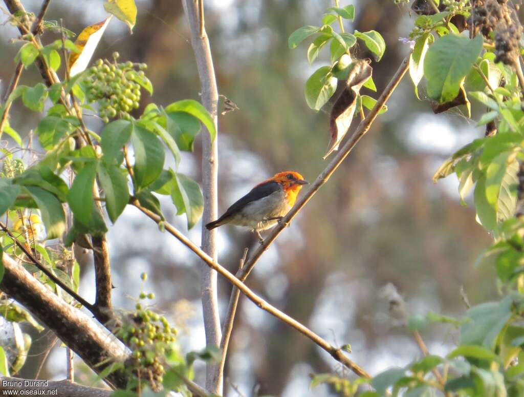 Scarlet-headed Flowerpeckeradult, identification