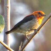 Scarlet-headed Flowerpecker