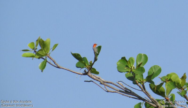 Scarlet-headed Flowerpeckeradult, identification
