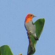 Scarlet-headed Flowerpecker