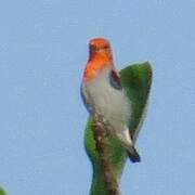 Scarlet-headed Flowerpecker