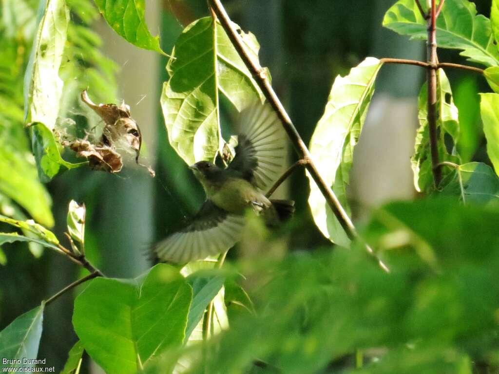 Scarlet-headed Flowerpeckeradult, Flight