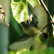 Scarlet-headed Flowerpecker