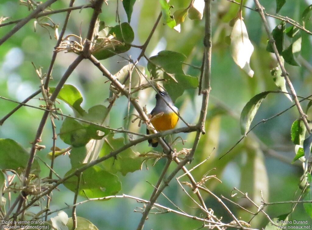 Dicée à ventre orangeadulte, identification