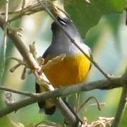 Orange-bellied Flowerpecker