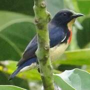 Blood-breasted Flowerpecker