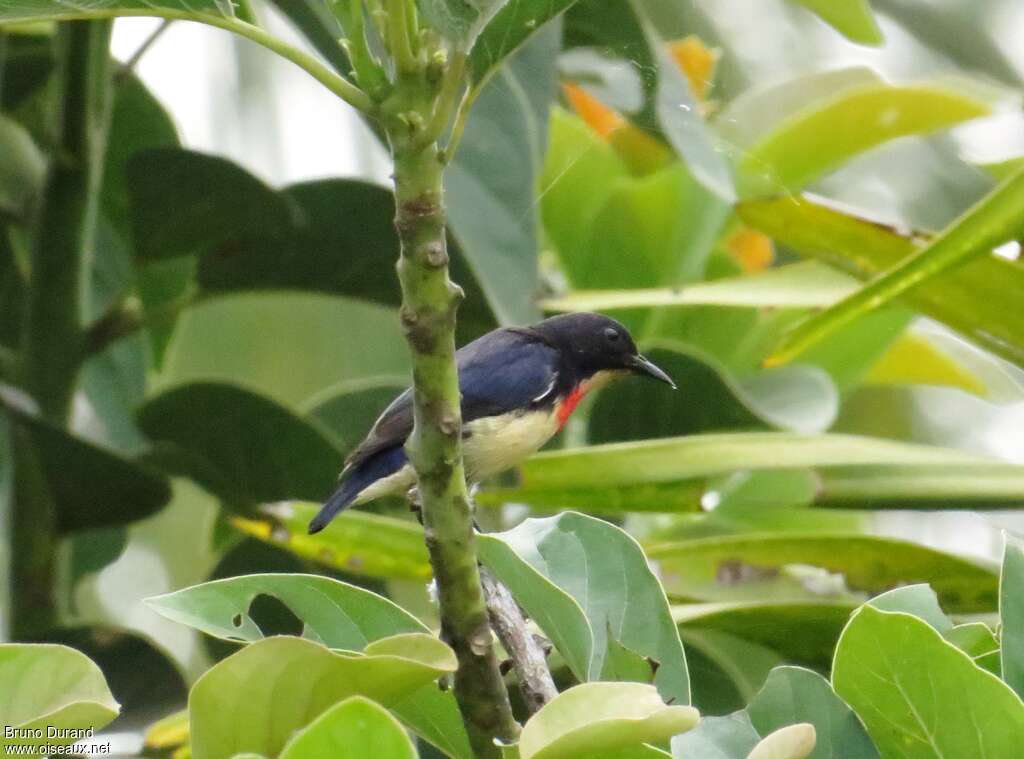 Blood-breasted Flowerpeckeradult, identification