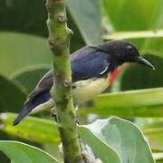 Blood-breasted Flowerpecker