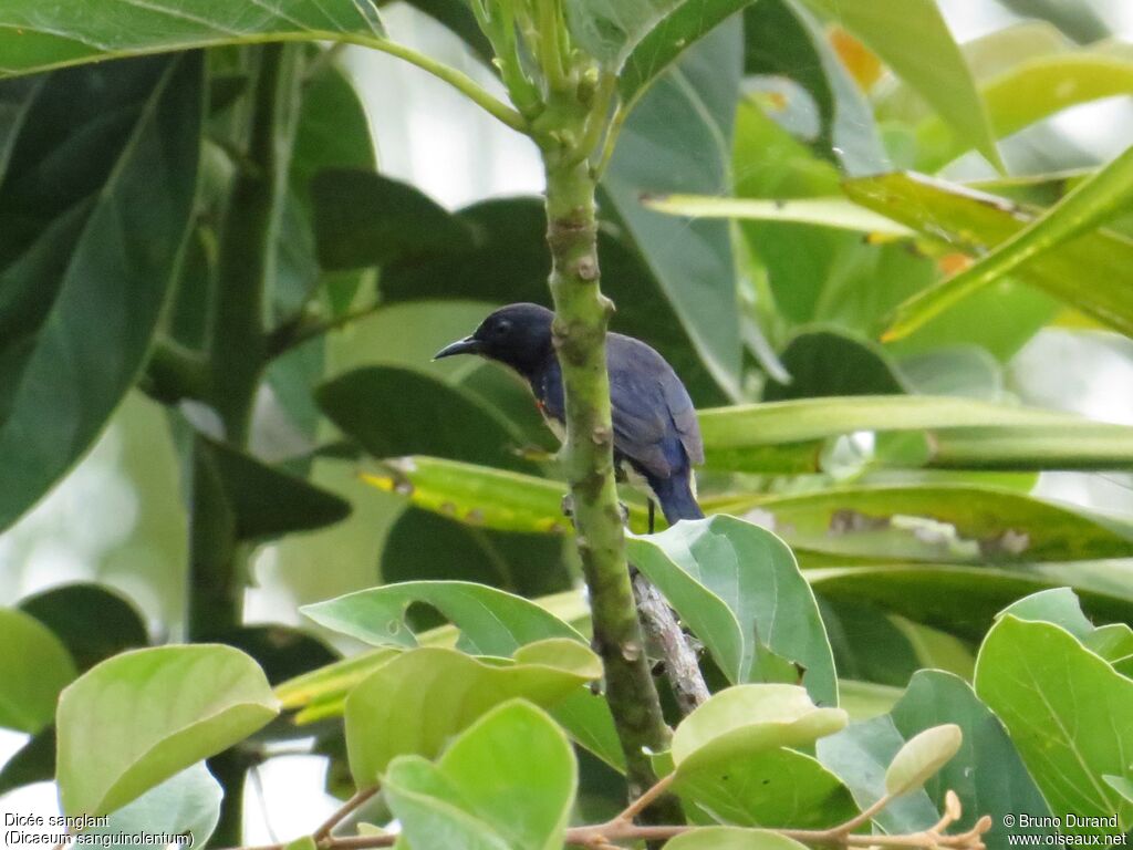 Javan Flowerpeckeradult, identification