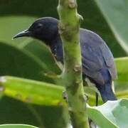 Blood-breasted Flowerpecker