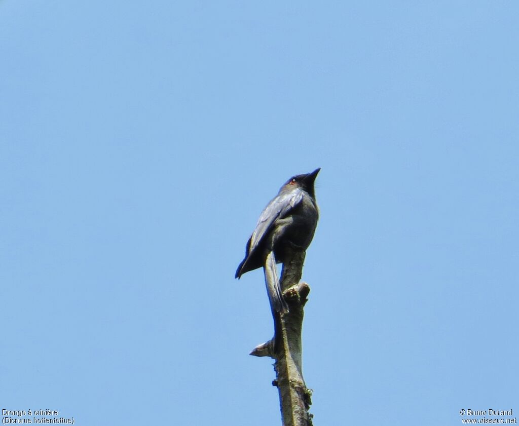 Drongo à crinièreadulte, identification