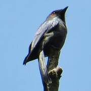 Hair-crested Drongo