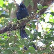 Greater Racket-tailed Drongo