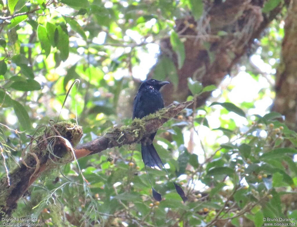 Greater Racket-tailed Drongoadult, identification, Behaviour