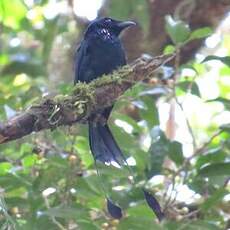 Drongo à raquettes