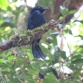 Drongo à raquettes