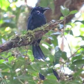 Drongo à raquettes