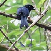 Drongo à raquettes