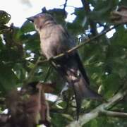 Ashy Drongo