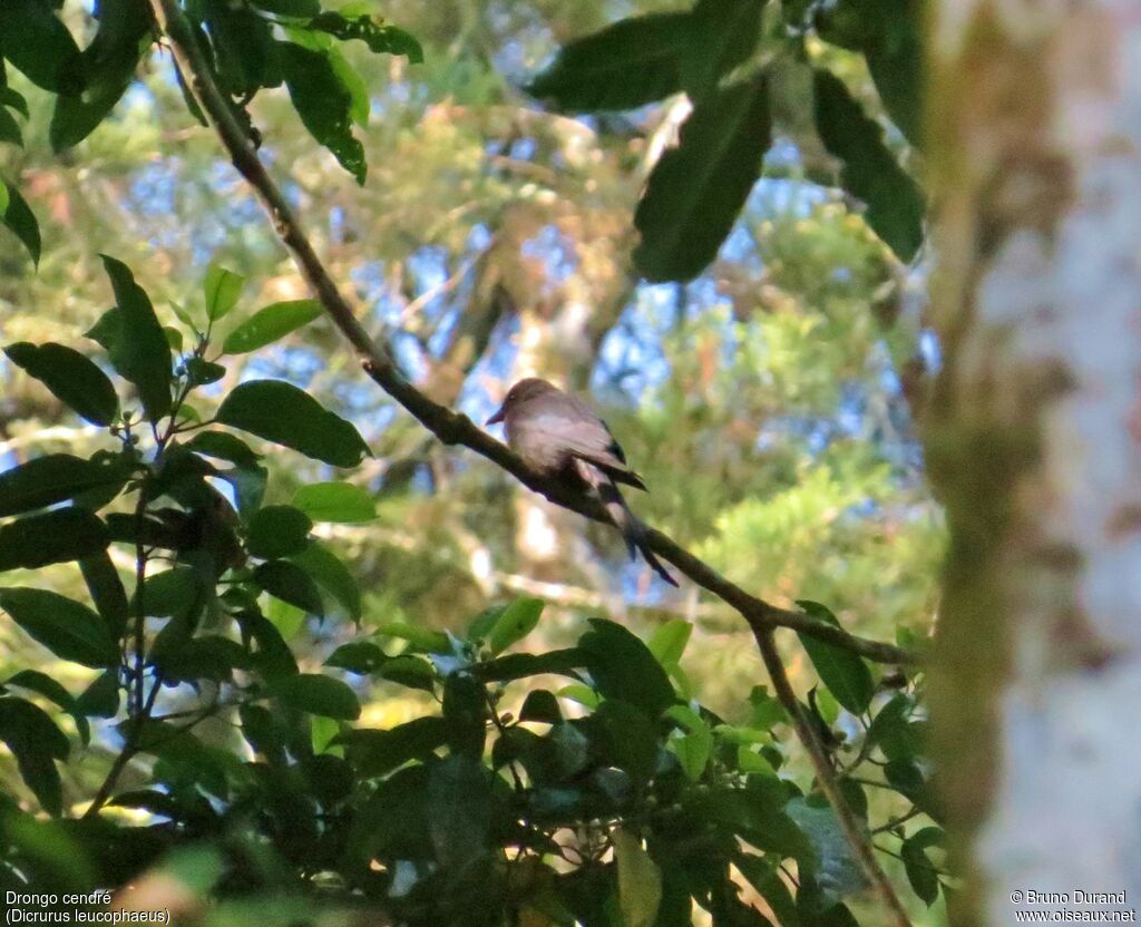 Ashy Drongo