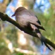 Ashy Drongo