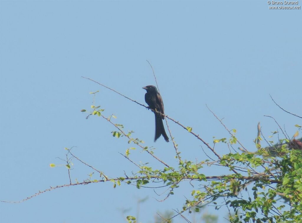 Drongo royal, identification, Comportement