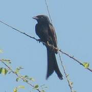 Black Drongo