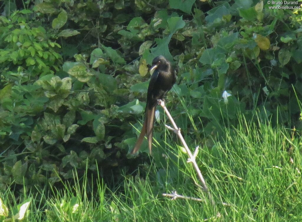 Drongo royaladulte, identification, Comportement