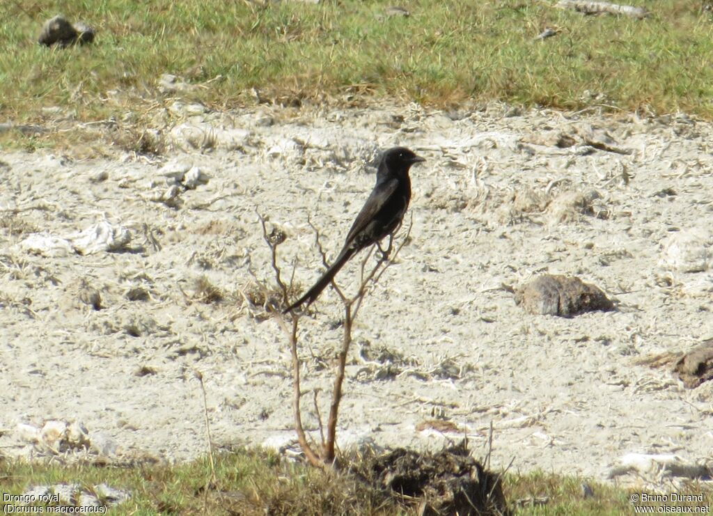 Black Drongoadult, identification, Behaviour