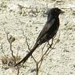 Drongo royal