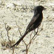 Black Drongo