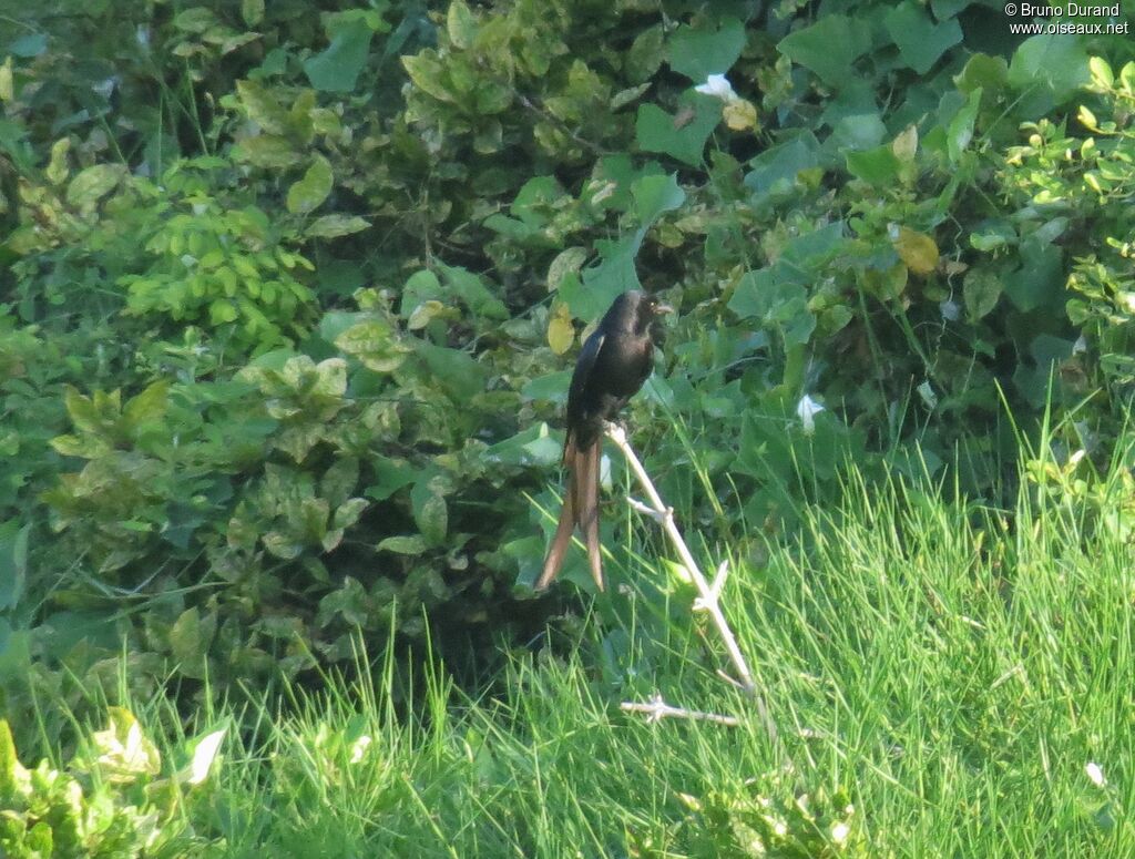 Black Drongoadult, identification, Behaviour