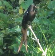 Black Drongo