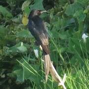 Black Drongo