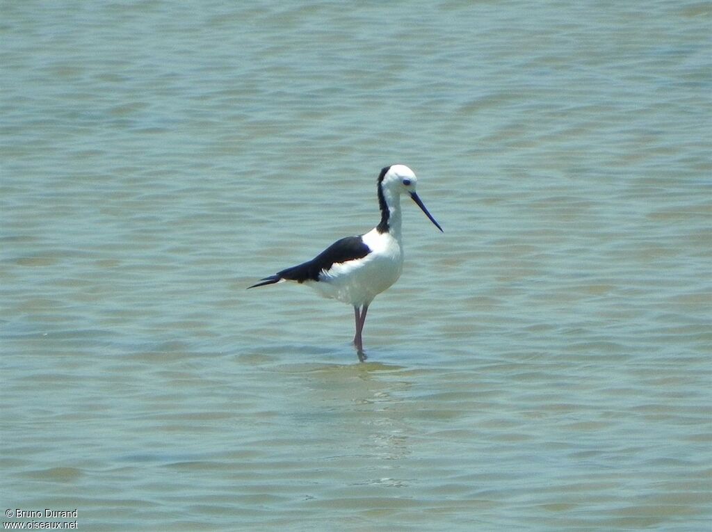 Pied Stiltadult, identification