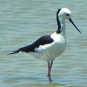 Pied Stilt