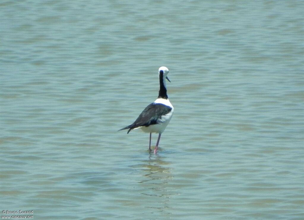 Pied Stiltadult, identification