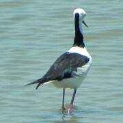 Pied Stilt