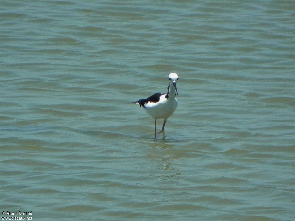 Pied Stiltadult, identification