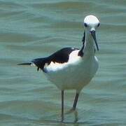 Pied Stilt