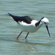 Pied Stilt