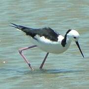 Pied Stilt