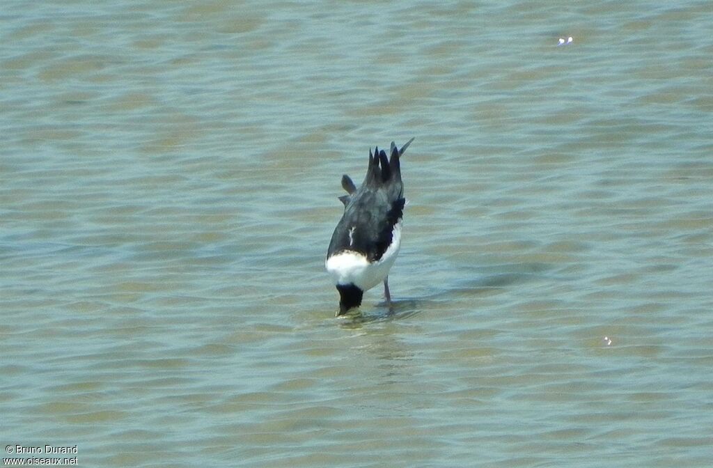 Pied Stiltadult, Behaviour