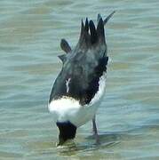 Pied Stilt