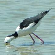 Pied Stilt