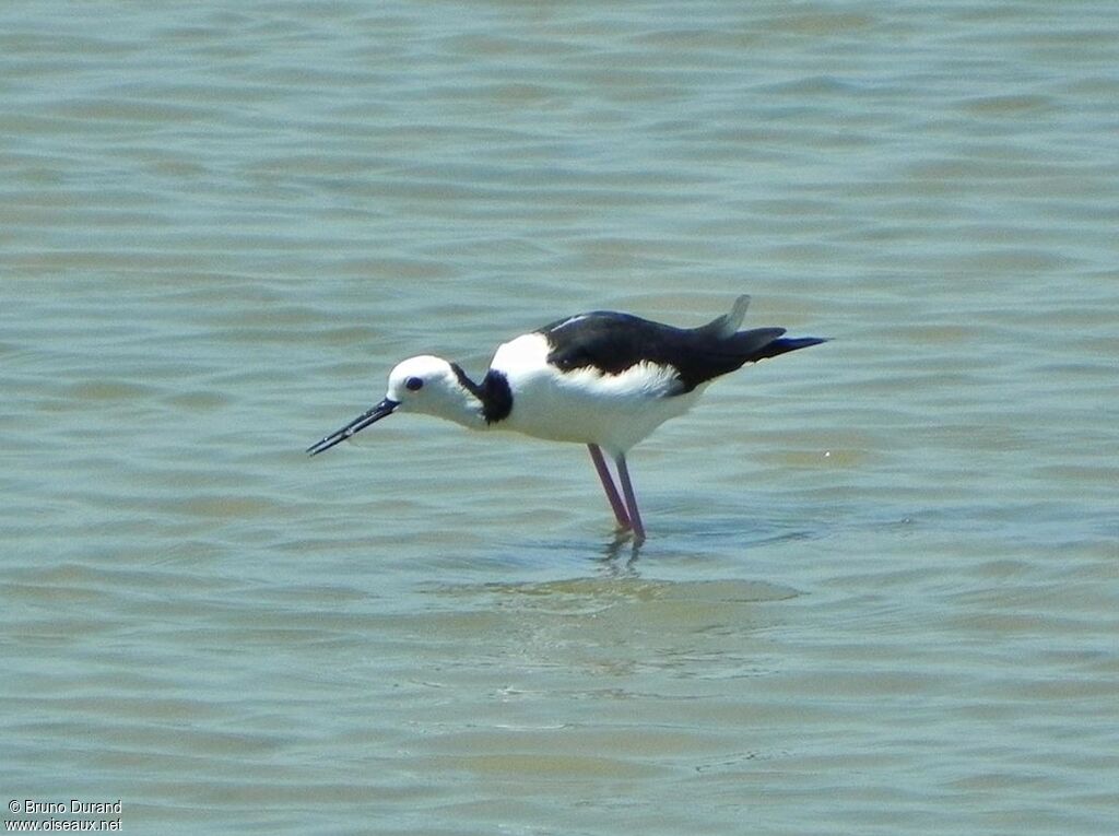 Pied Stiltadult, feeding habits