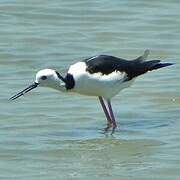 Pied Stilt